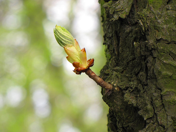 chestnut, offshoot, shoot, branch, leaves, tender, trunk