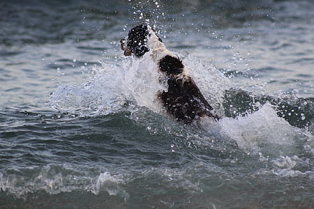 perro de aguas, nadar, perro, animal, perros