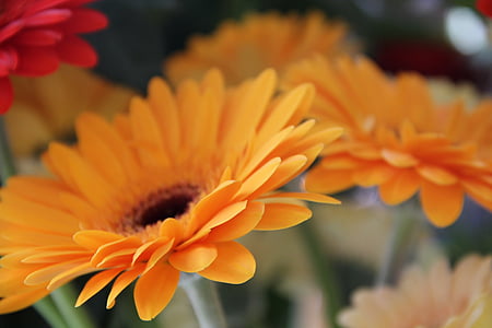 bloem, looien van ara, Oranje