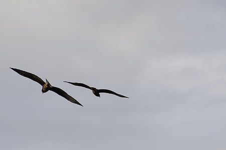 falcões, voando, juntos