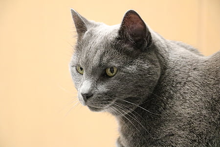 котка, сива котка, Стара котка, котешки, домашен къс косъм, животни домашни, офис галеник
