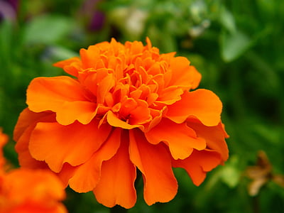 marigold, flower meadow, orange, plant, blossom, bloom, composites