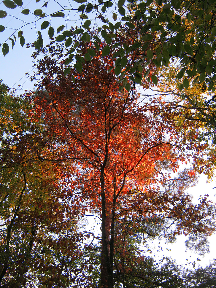 kruna, zalazak sunca, lišće, jesen, pojavljuju, jesen lišće, boje jeseni