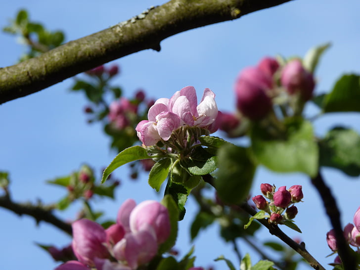 ブロッサム, ブルーム, アップル, 春, リンゴの花, リンゴの木, 自然
