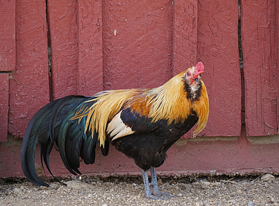 rooster, male, bird, poultry, colorful, chicken, agriculture