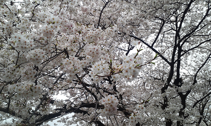 flor del cirerer, carreres, Hanami, flor blanca