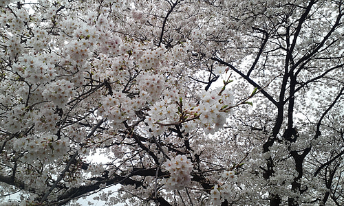 flor de cerejeira, corrida, Hanami, flor branca