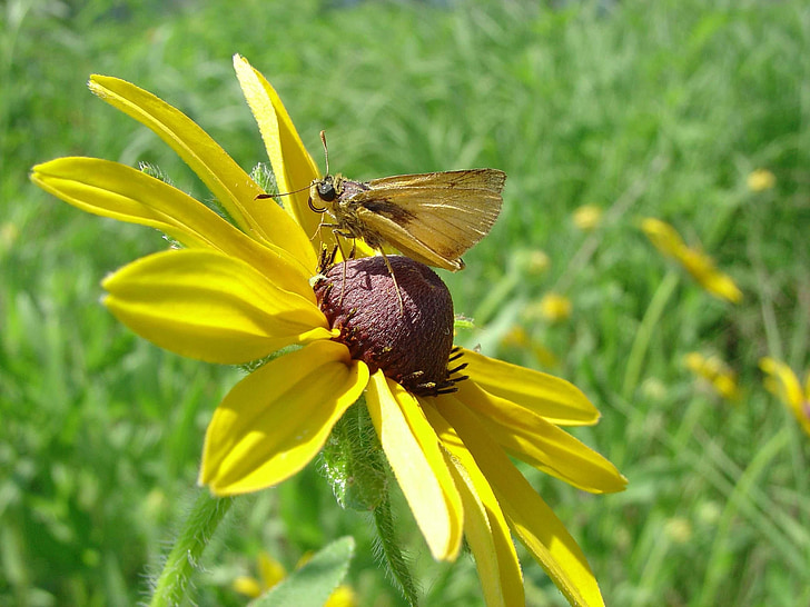 Hespérie du Delaware, papillon, fleur, insecte, Black eyed susan, nectar, macro