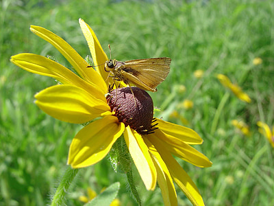 patrón de Delaware, mariposa, flor, insectos, negro eyed susan, néctar de, macro