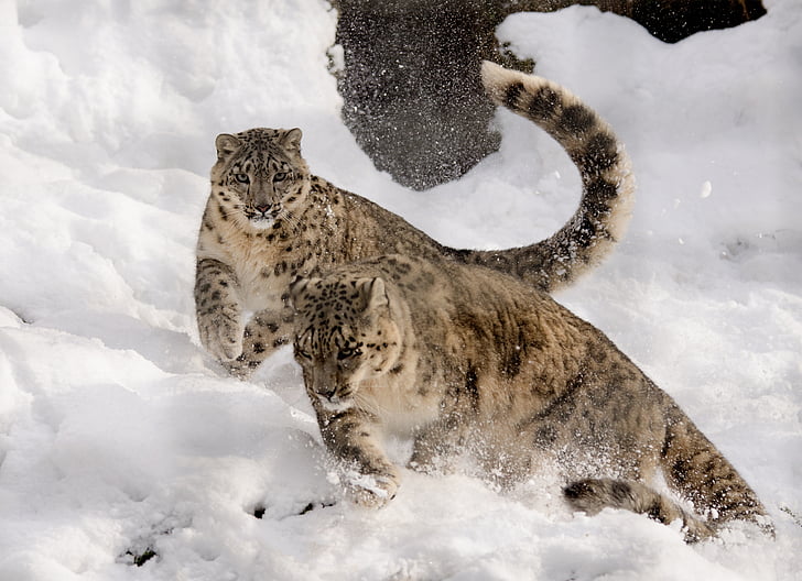 Snow leopard, játék, kap ez minden, hó, állatkert, nagy macska, macska