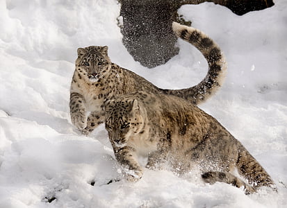 snow leopard, spelen, krijgen het allemaal, sneeuw, dierentuin, grote kat, kat