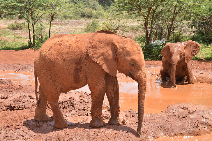 Baby elefánt, Afrika, Safari, baba, elefánt, vadon élő állatok, természet