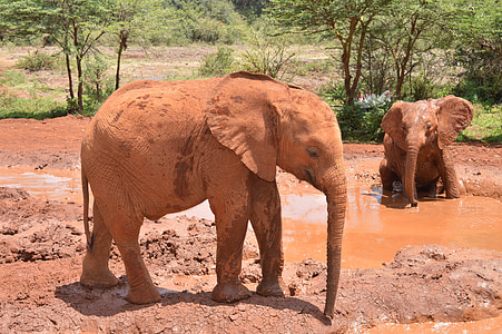 Baby elefant, Afrika, Safari, Baby, elefant, dyreliv, natur