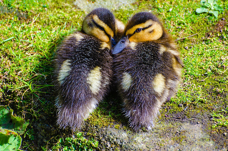 duckling, animals, small, baby, grass, water, close-up
