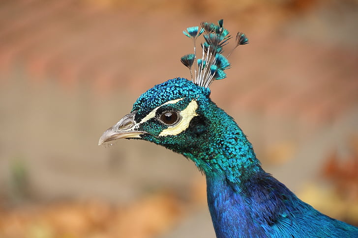 animal, bird, peacock, nature, species, blue, bill