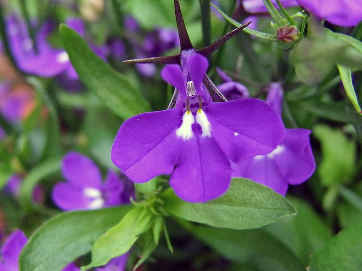 floare, flori mov, natura, plante, Close-up