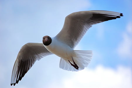 seagull, black headed gull, bird, gull, flying, nature, animal Wing