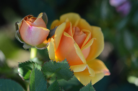 Rosa, flor, groc, floral, natura, flor, jardí