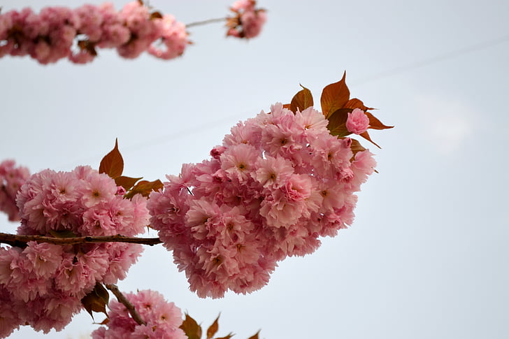 Zierkirsche, Blume, Sakura