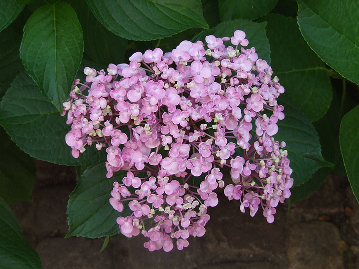 Hortensia, Hortensia de Bauer, flores, púrpura, flores de verano, flor