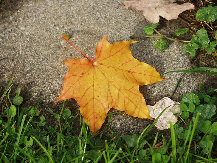maple leaf, gul, sten, efterår, blad, plante, natur