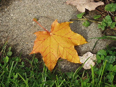javorový list, žlutá, kámen, podzim, list, závod, Příroda