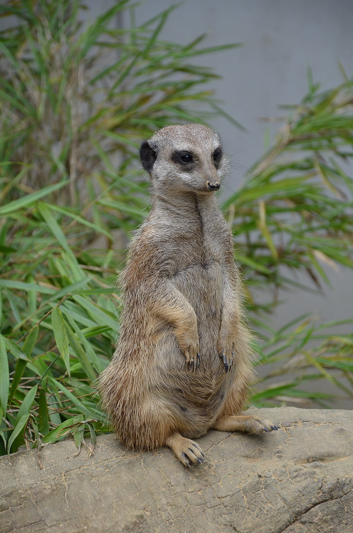Meerkat, sở thú, làm cho nam giới, chân dung, Thiên nhiên, động vật, động vật có vú