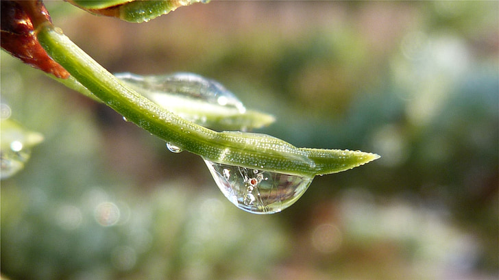macro, dew drop, nature