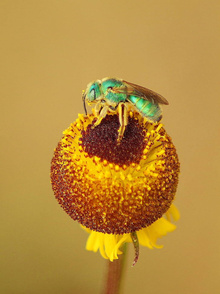 yellow, flower, insect, garden, plant, pollen, bug