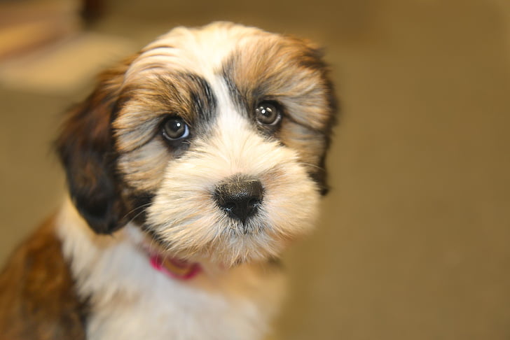 Tibet terrier, drăguţ, animal de casă, câine, alb, rasa, catelus