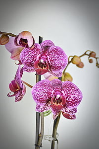 orquídia, flor, flor, flor, violeta blanc, porpra, exòtiques