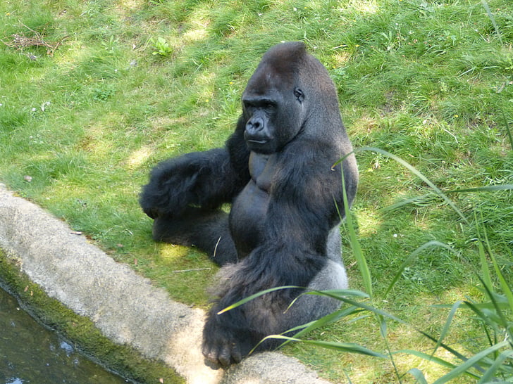 gorilla, monkey, animal, black, zoo, dominant, imposing