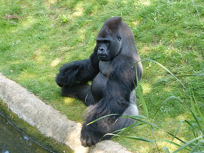 Gorilla, scimmia, animale, nero, Zoo di, dominante, che impone