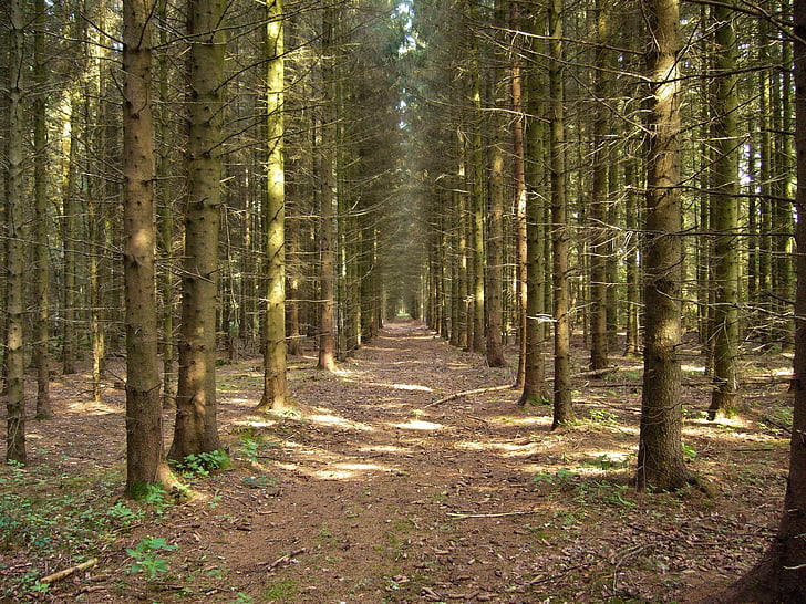 Poiana, calea de pădure, starea de spirit, peisaj, lumina, natura trail, de mers pe jos