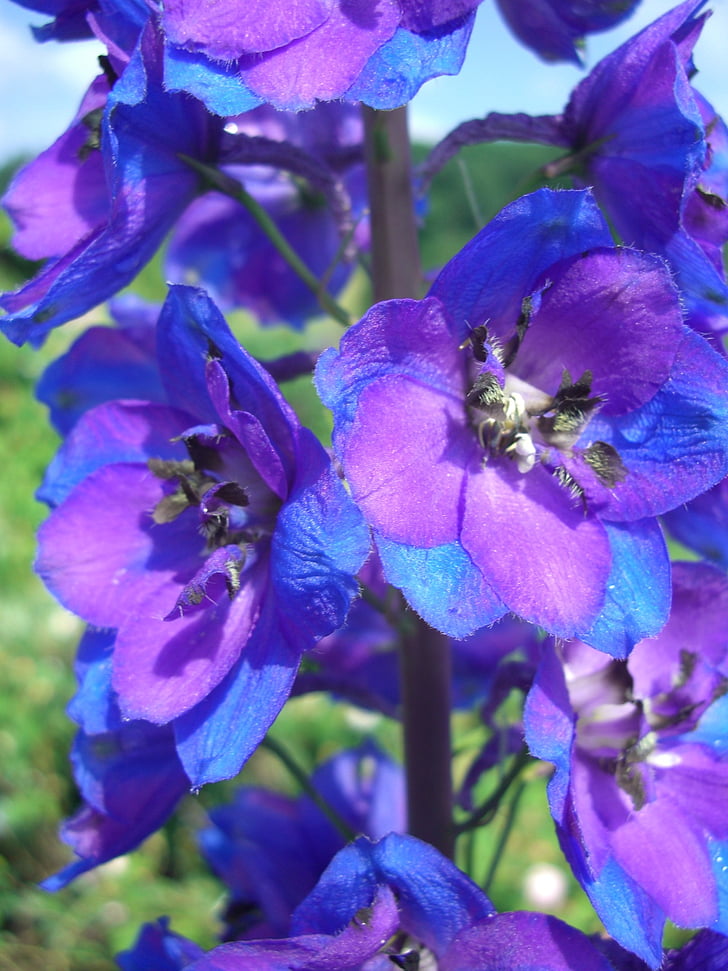 Larkspur, kvet, kvet, modrá fialová