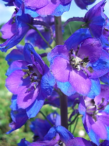 larkspur, ดอก, บาน, สีม่วงสีน้ำเงิน