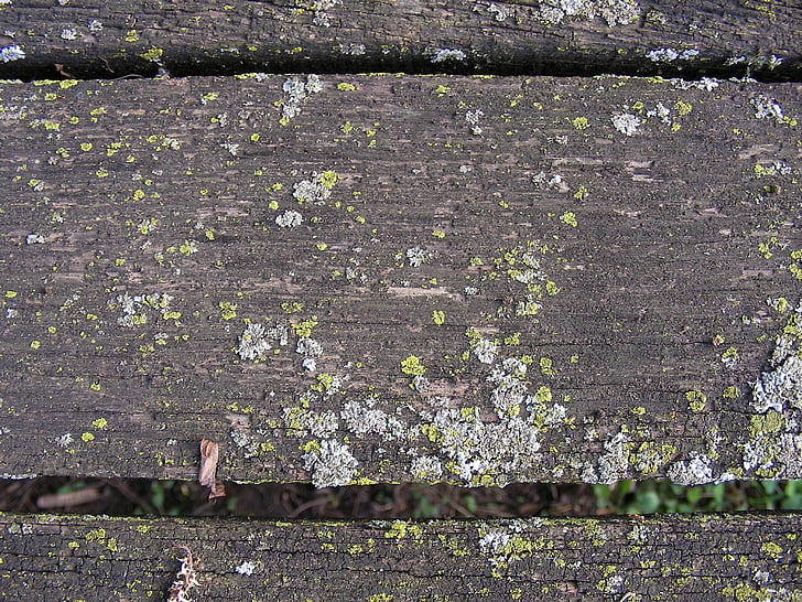 weathered, board, moss, wood, plank, old, wooden
