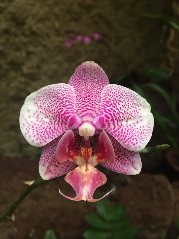 orquídea, -de-rosa, individualmente