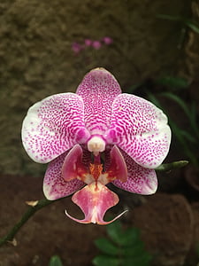 orchid, pink, individually
