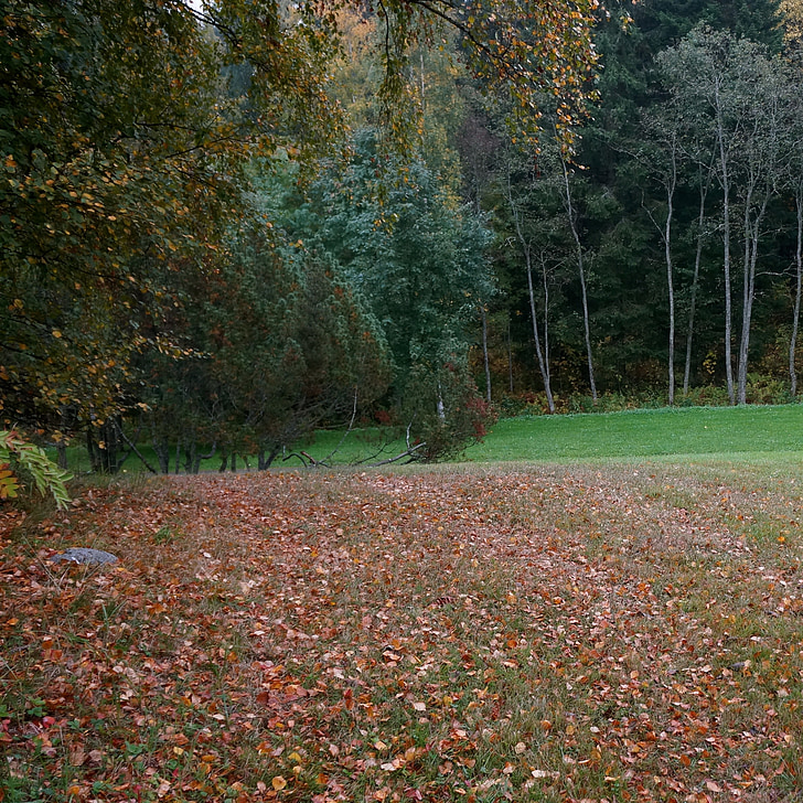 rudenį, nukritusius lapus, kraštovaizdžio