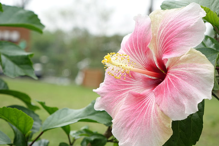 Hibiscus, naturale, roz, pulbere, alb, floare, gradina
