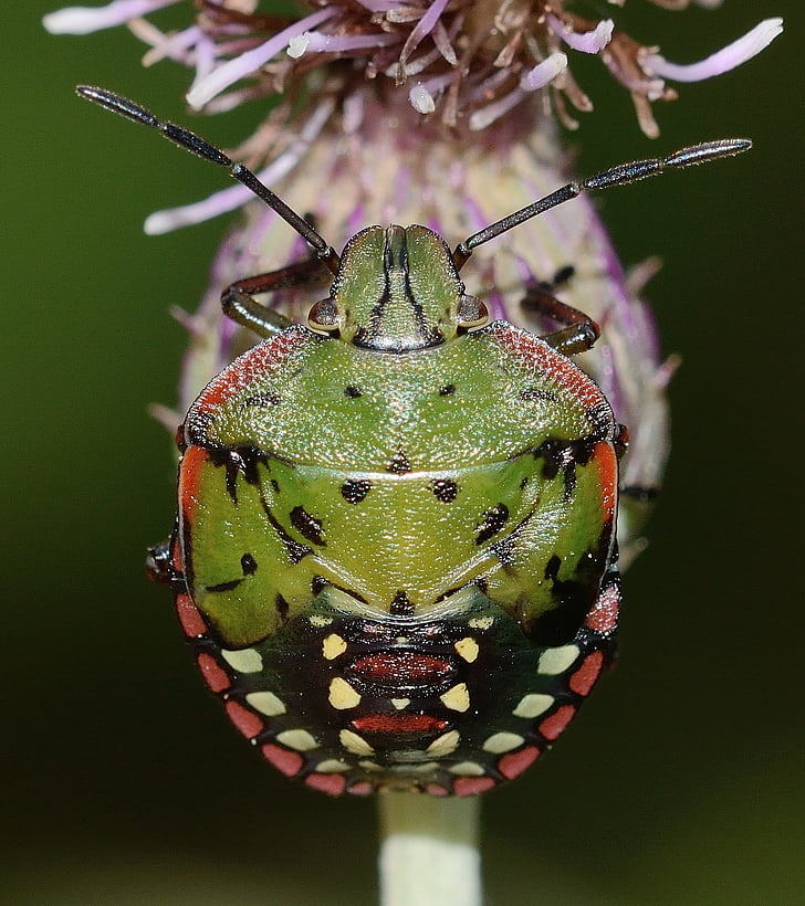 Hemiptera, Maria, viridulum, macro