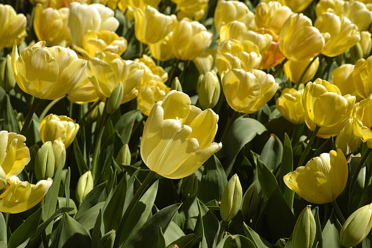 Tulipani, fiore, colori vividi, fiori, natura, pianta, primavera