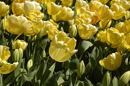 tulipanes, flor, color vivo, flores, naturaleza, planta, primavera