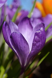 Крокус, цветок, цветок весны., frühlingsanfang, завод, Блоссом, Блум