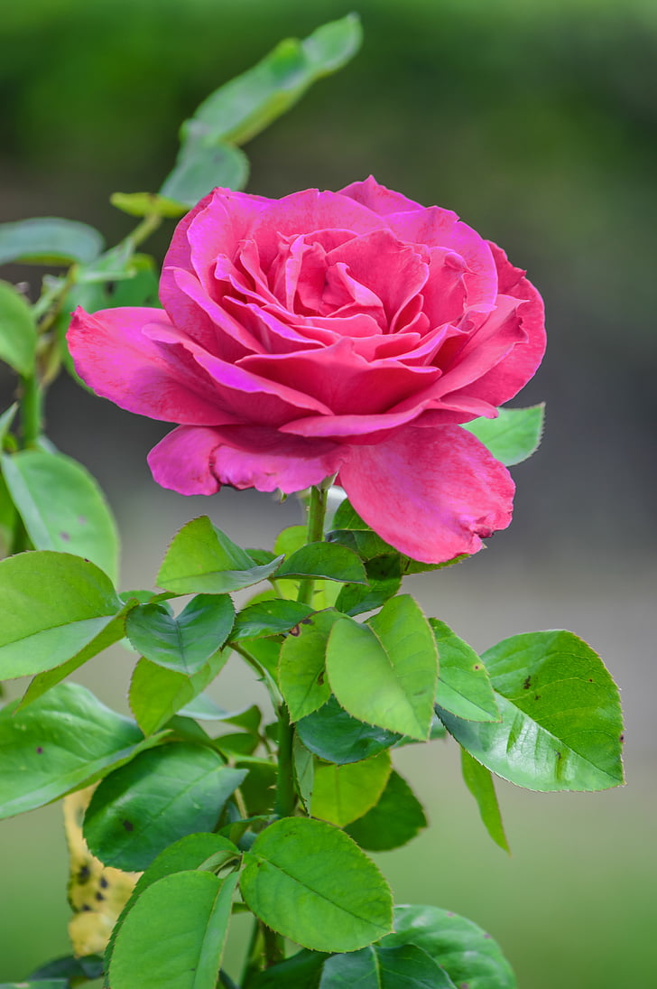 Rosa, fons, bonica, bellesa, vermell, dia, flor