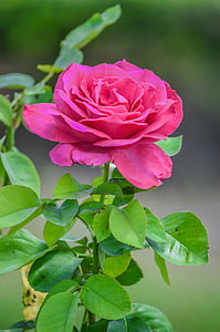 rosa, Priorità bassa, bella, bellezza, rosso, giorno, fiore