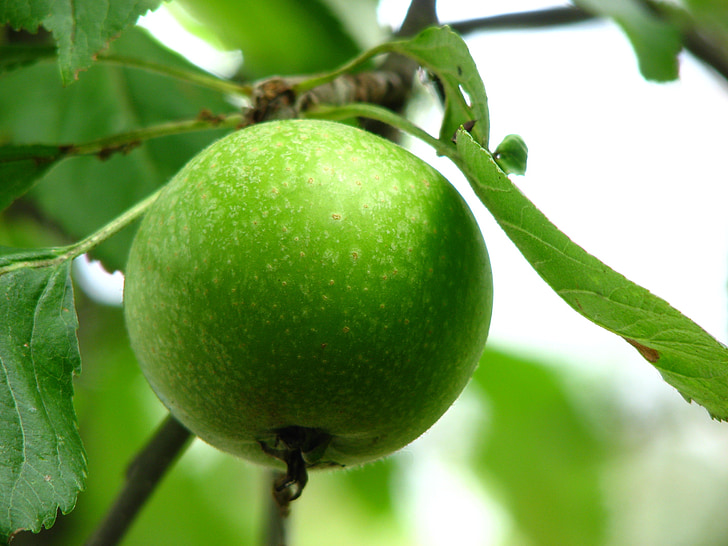 アップル, 未熟です, グリーン, フルーツ, 鮮明な, リンゴの木, 祭