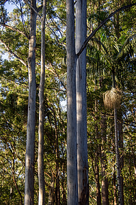 arbres, bosc de pluja, bosc, Austràlia, Queensland, arbres de goma, eucalypts