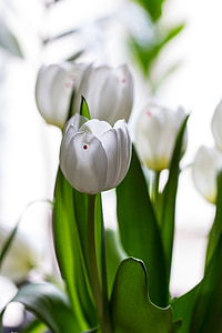 tulipány, jaro, květ, květ, Bloom, Příroda, Jarní květina